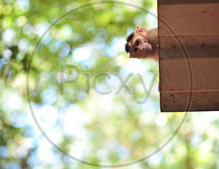 a monkey face looking down from a roof with green blurred background