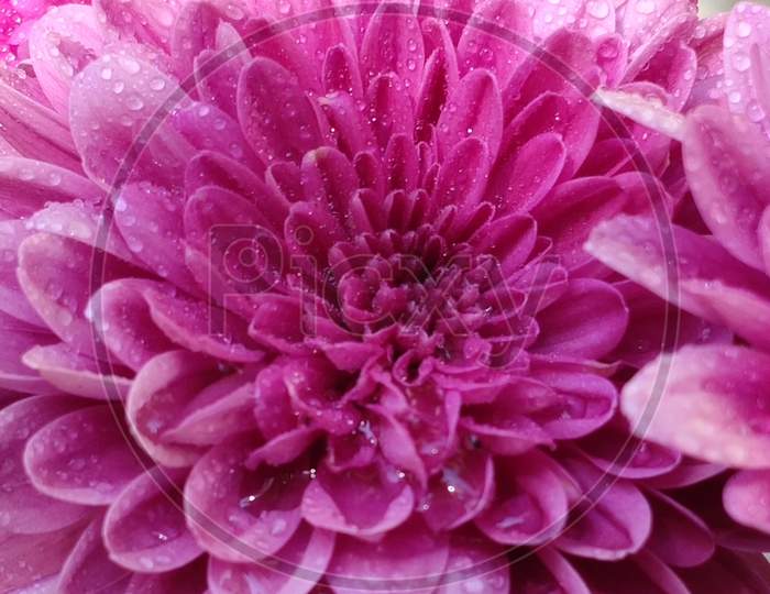 Pink chrysanthemem