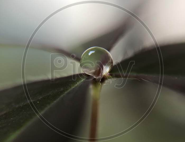 Oxalis corniculata common weed creative macro wallpaper water drops