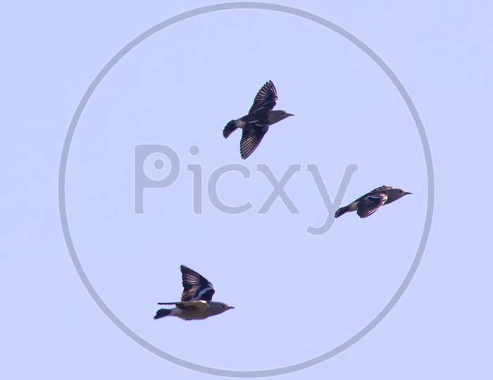 Daurian Starling