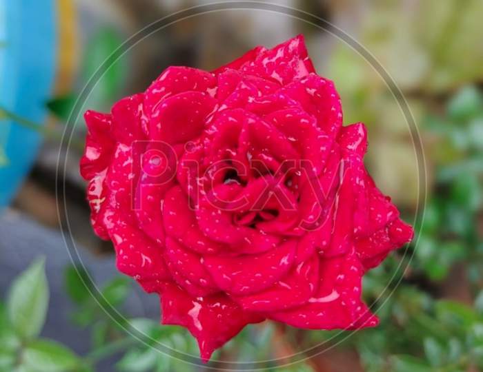 Rose flower with colorfulness