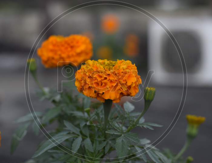 Marigold Flower, It Is Herbaceous Plants In The Sunflower Family