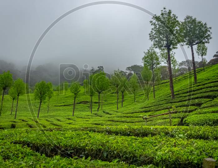 Munnar Tea Plantation. Best Tea Plants In Munnar, Kerala, India.
