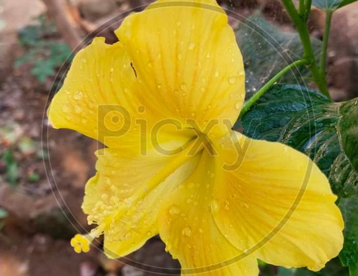 Yellow colour Hibiscus flower with colorfulness and fall on water droplets