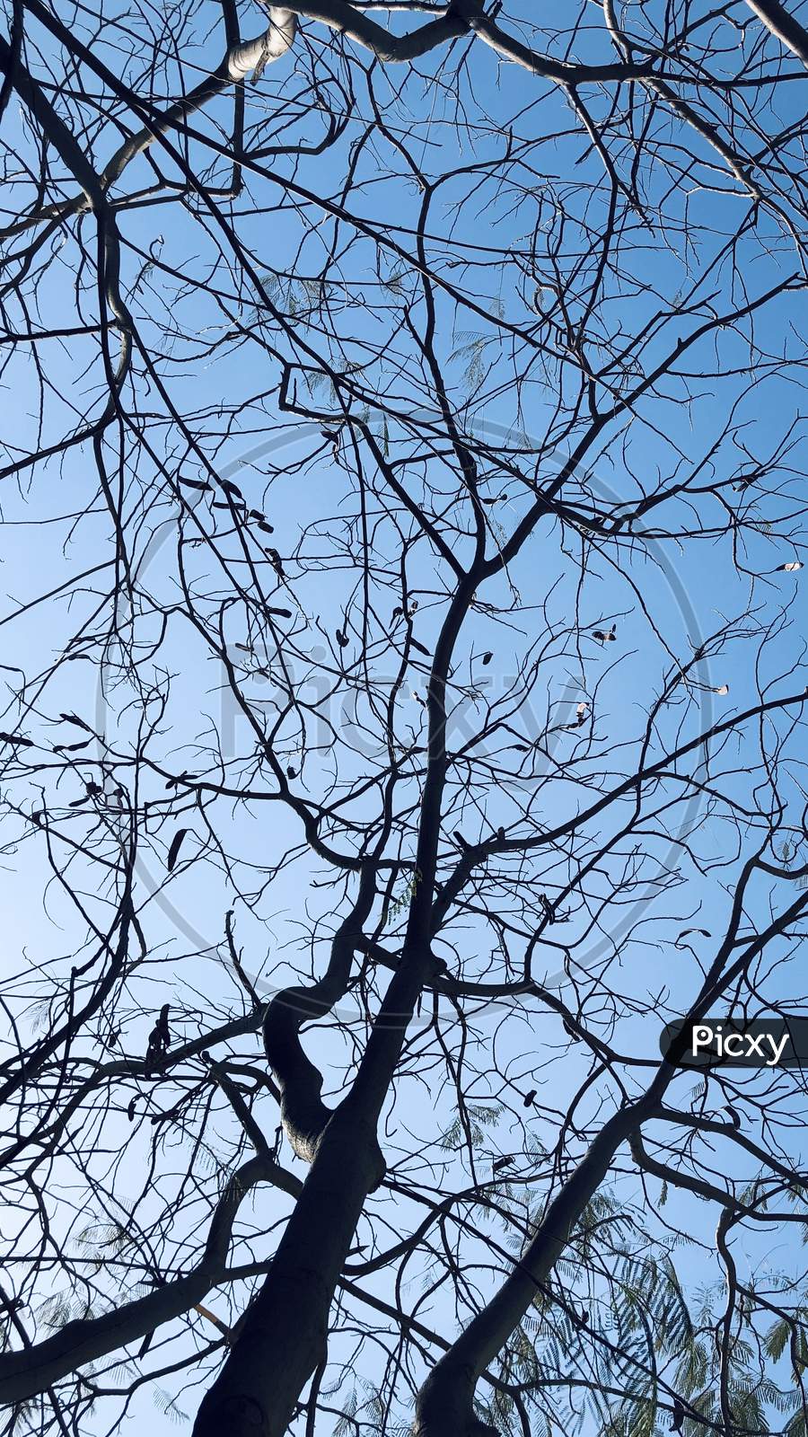 Tree branches sky minimalism HD phone wallpaper  Peakpx