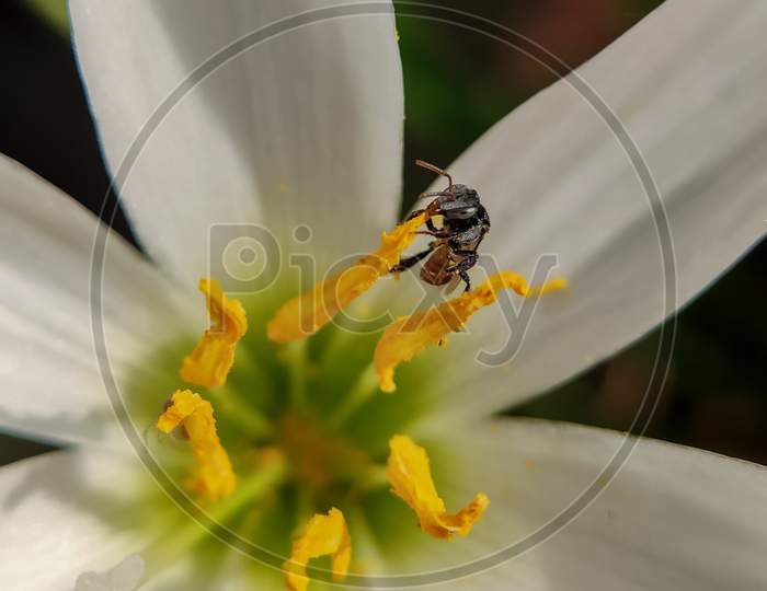 An insect rested on flower, close capture