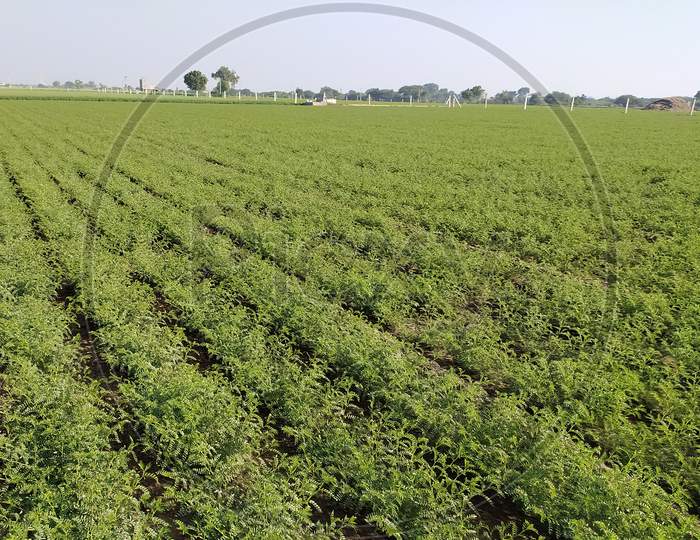 Chickpea Are Growing On The Field, Fresh Green Chickpeas Field, Growing Young Chickpea Plant In Farm, Close Up Of Young Plant Growing
