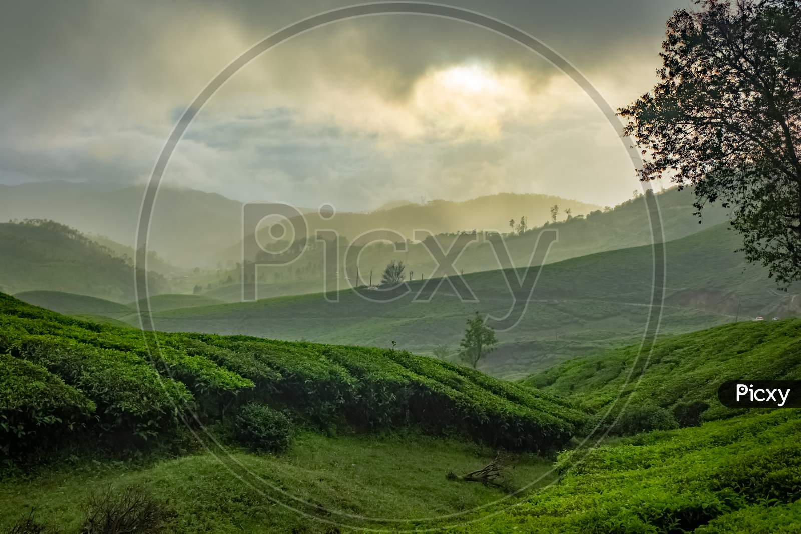 Munnar Tea Plantation. Sunset Over Tea Plantations In Munnar, Kerala, India.