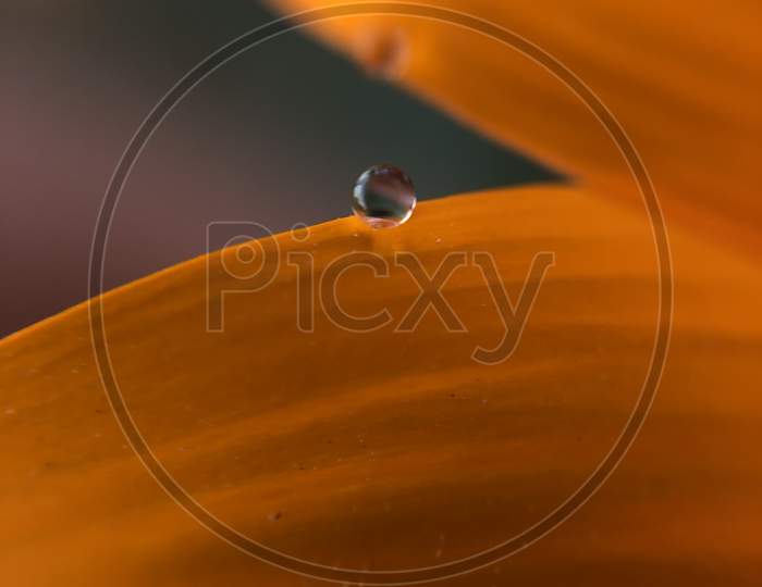 orange sunflower with water droplet macro wallpaper