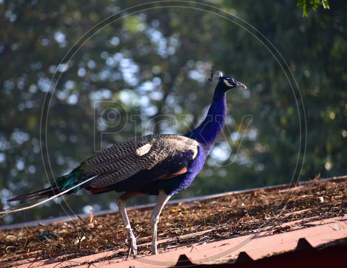 Peacock photography