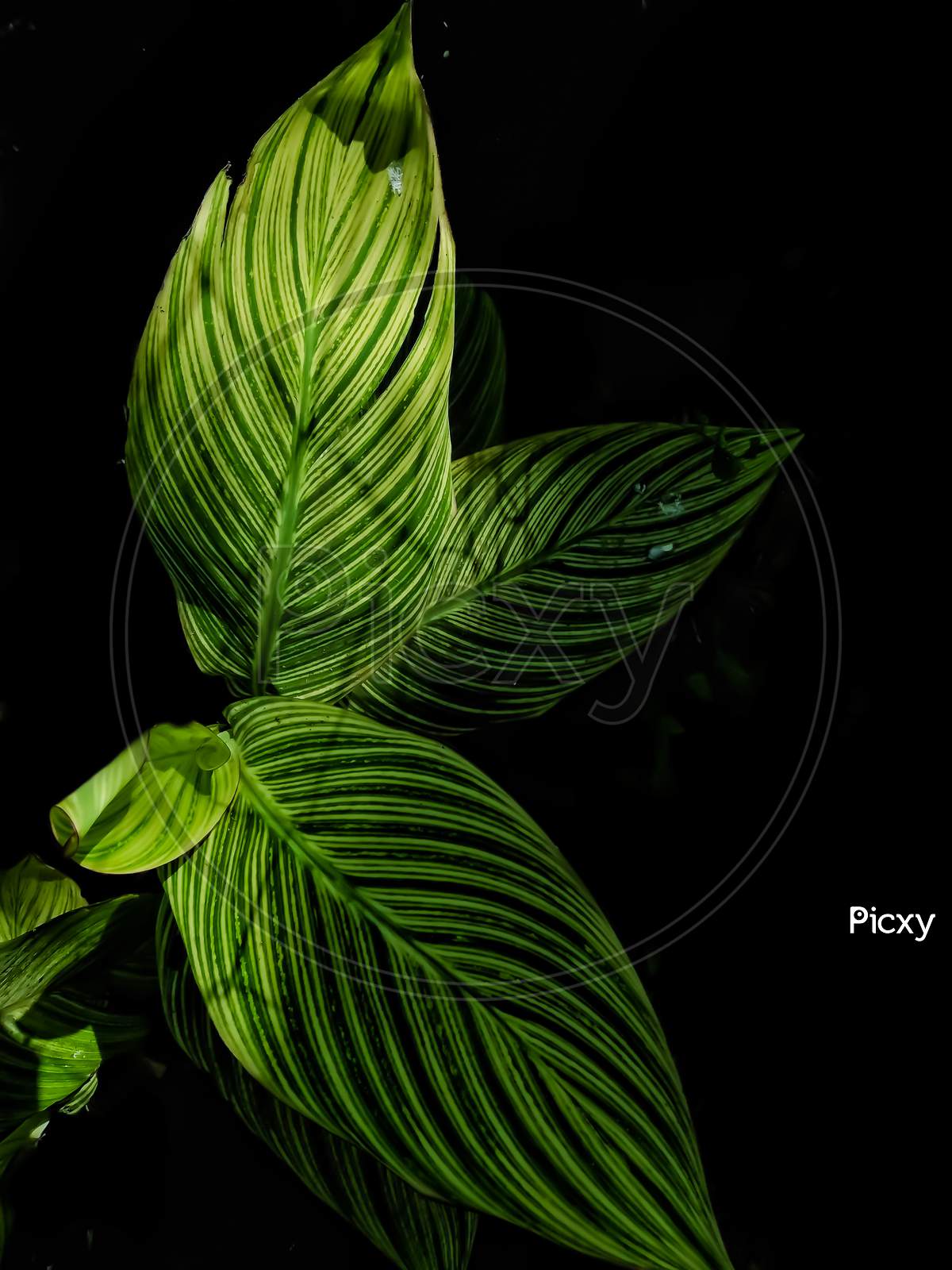 Dark Green Leaves Pattern Background Beautiful Leaf Pattern Texture for  Wallpaper and Backdrop Natural Background Stock Image  Image of color  jungle 184310517