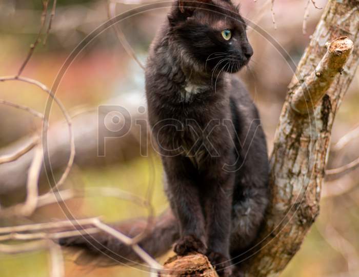 Sitting On A Branch And Staring At The Side As Cat Poses, Eyes Focus And Ears Up Cat On Full Alert Of The Surrounding.