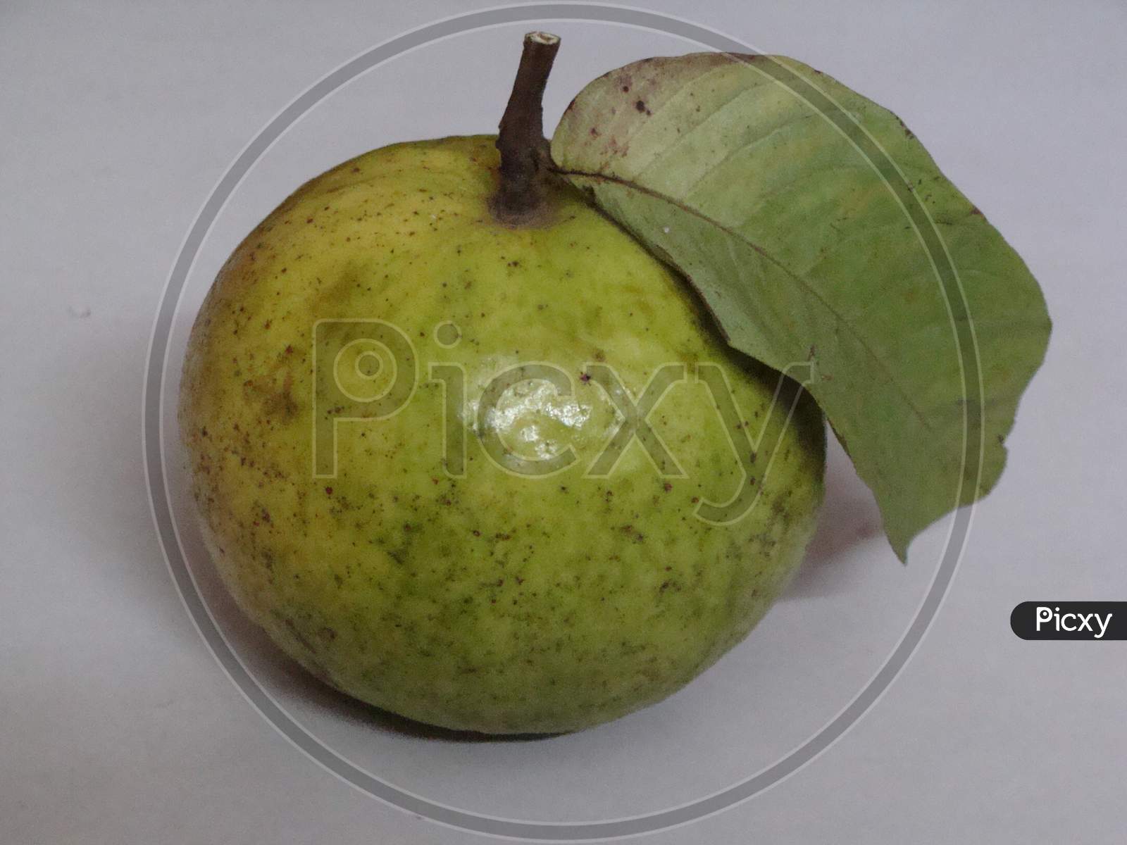 fresh Guava