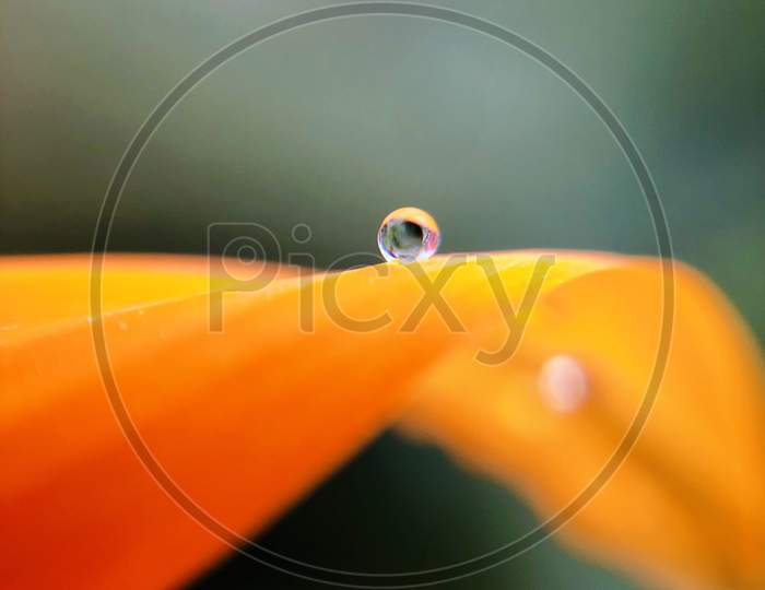 orange sunflower with water droplet macro wallpaper