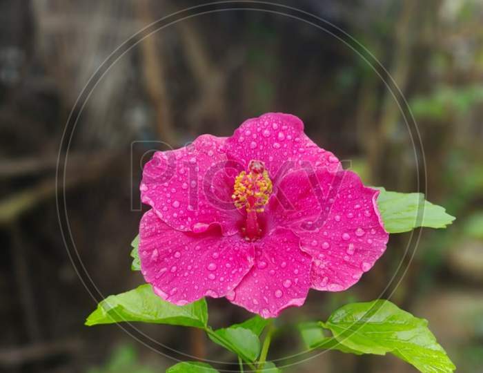 Pink Hibiscus flowers with water droplets