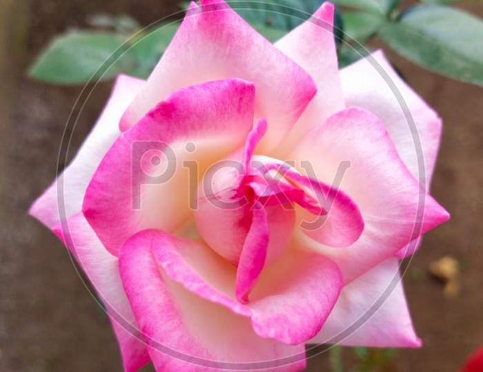 Pink and white combination rose