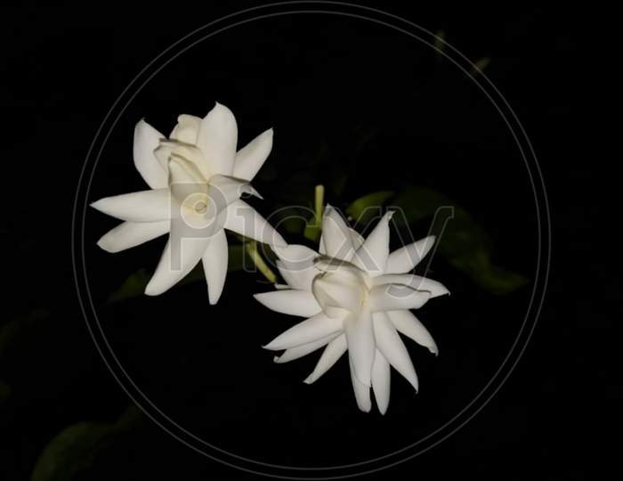 Jasmine Flowers with darkness of night