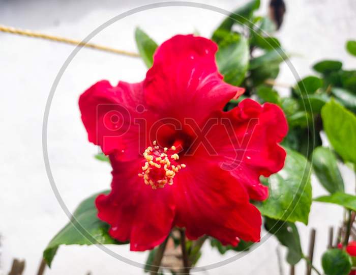 Red Hibiscus flower with leafs