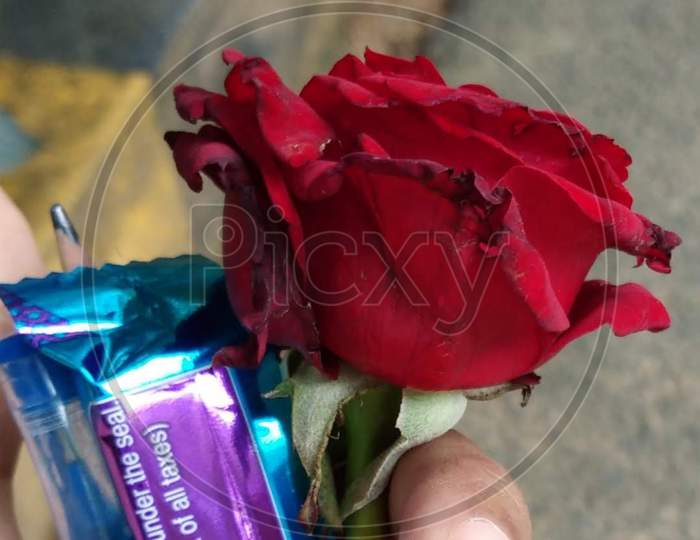 Red Rose with chocolate