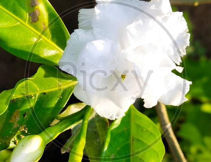 White flower blossom beautifuly with leaflets
