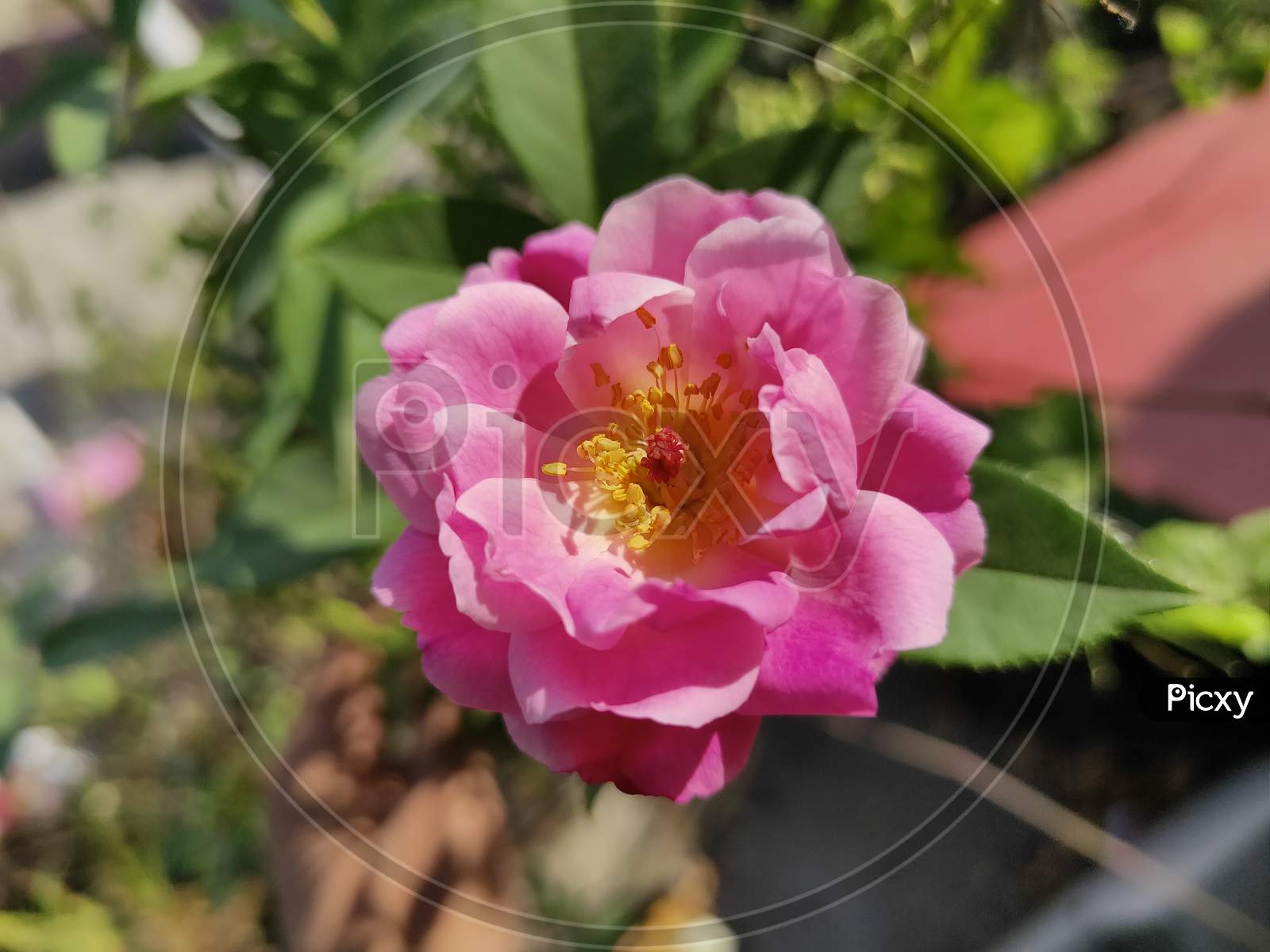 Dark pink Rose flower