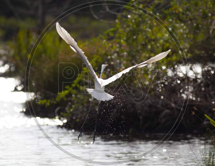 Greater White Egret