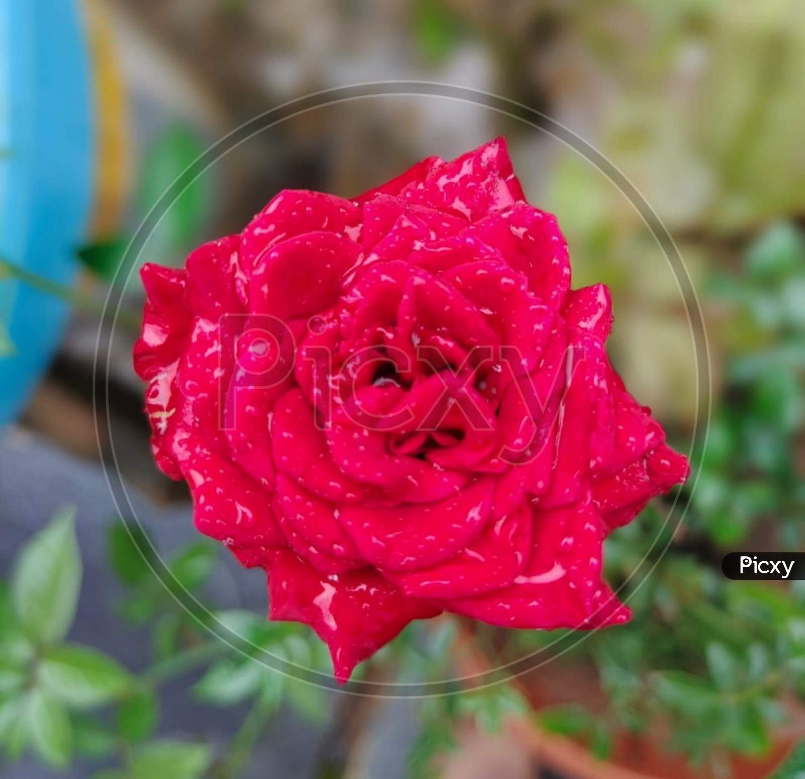 Rose flower with colorfulness