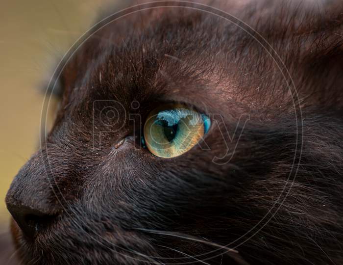 Cats Eye Macro Close Up, Gorgeous Young Kitty Posing For A Photo.