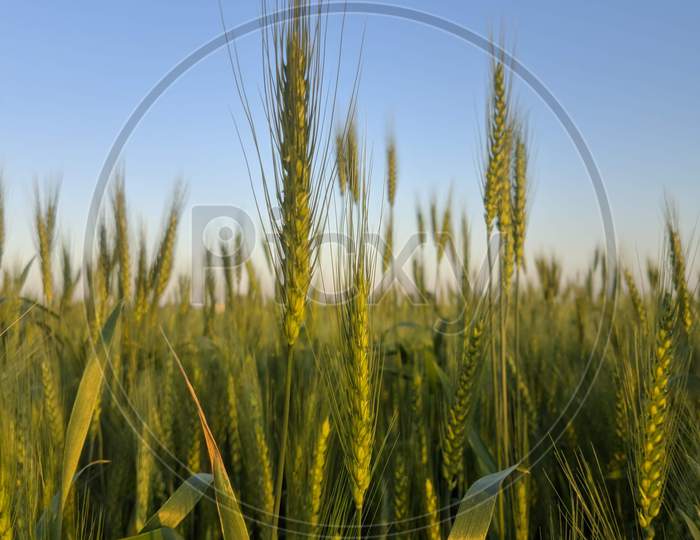 Fresh wheat
