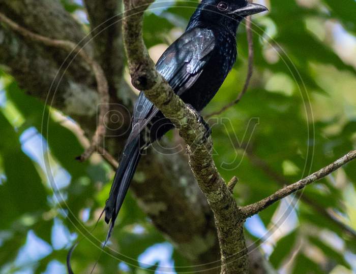 Greater Racket Tailed Drongo