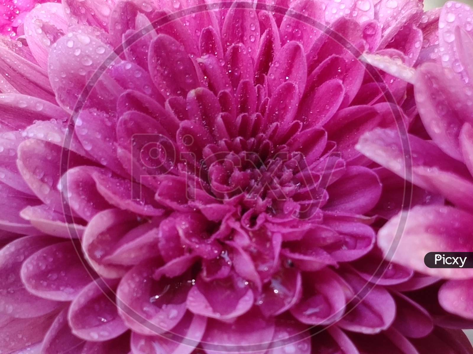 Pink chrysanthemem