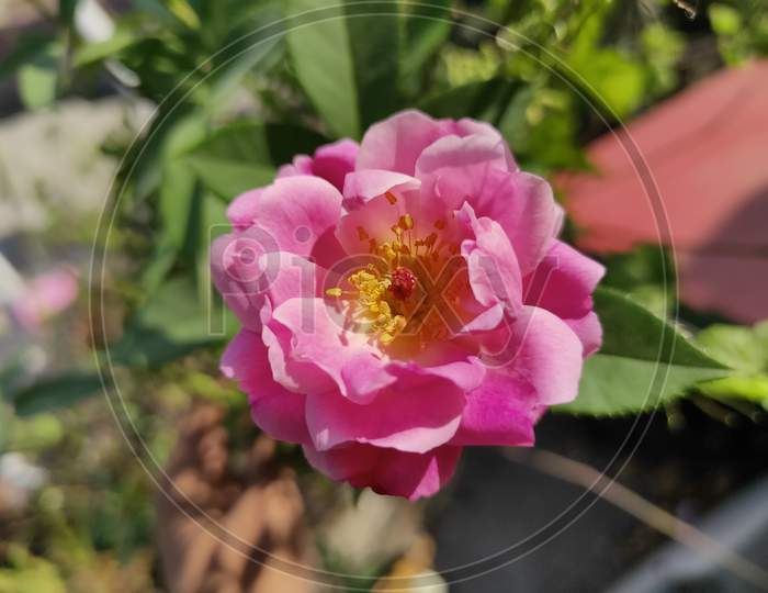 Dark pink Rose flower