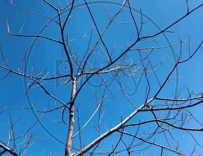 Tree Branches with Sky wallpaper blue