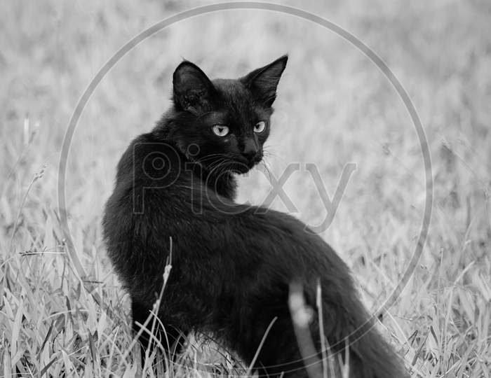 Having A Look Behind, Eyes Locked Up Sharp Focus, Furious And Starring Serious Face, Dark Evil Beast Like, Hunting And Stalking Prey, Majestic Cat Posing In The Grass Field.
