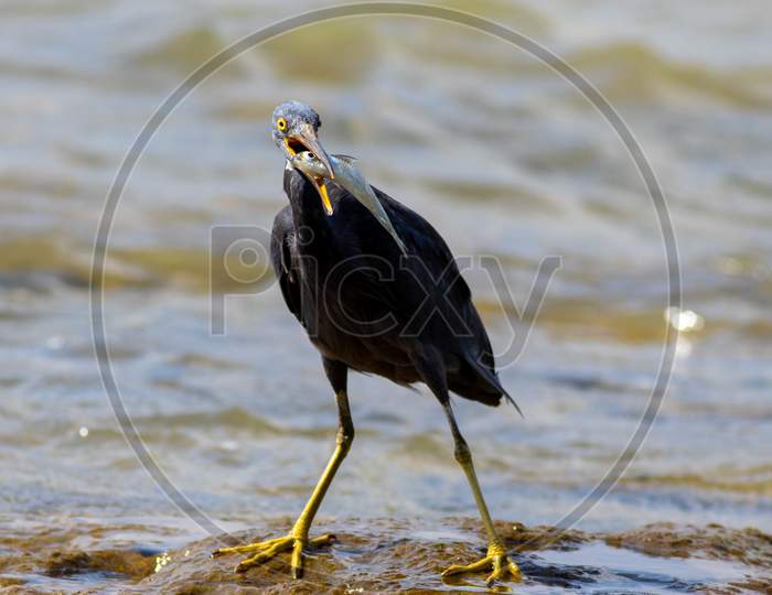 Pacific Reef Heron with fish