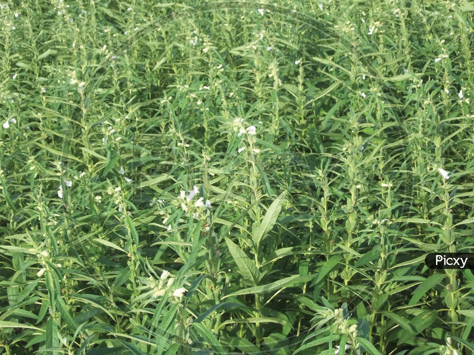 Image Of Sesame Seed Farm Sesamum Crops Growing In Green Farmland Till Flowers Grow Of Sesame Plant Vw810059 Picxy