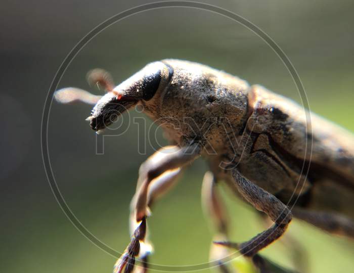 weevil hylobius abietis beetles macro shot wallpaper close up