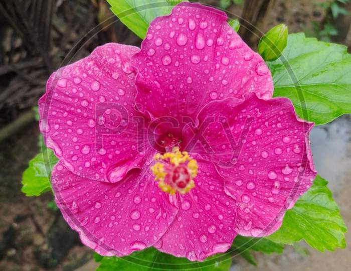 Pink Hibiscus flowers with water droplets beautiful nature