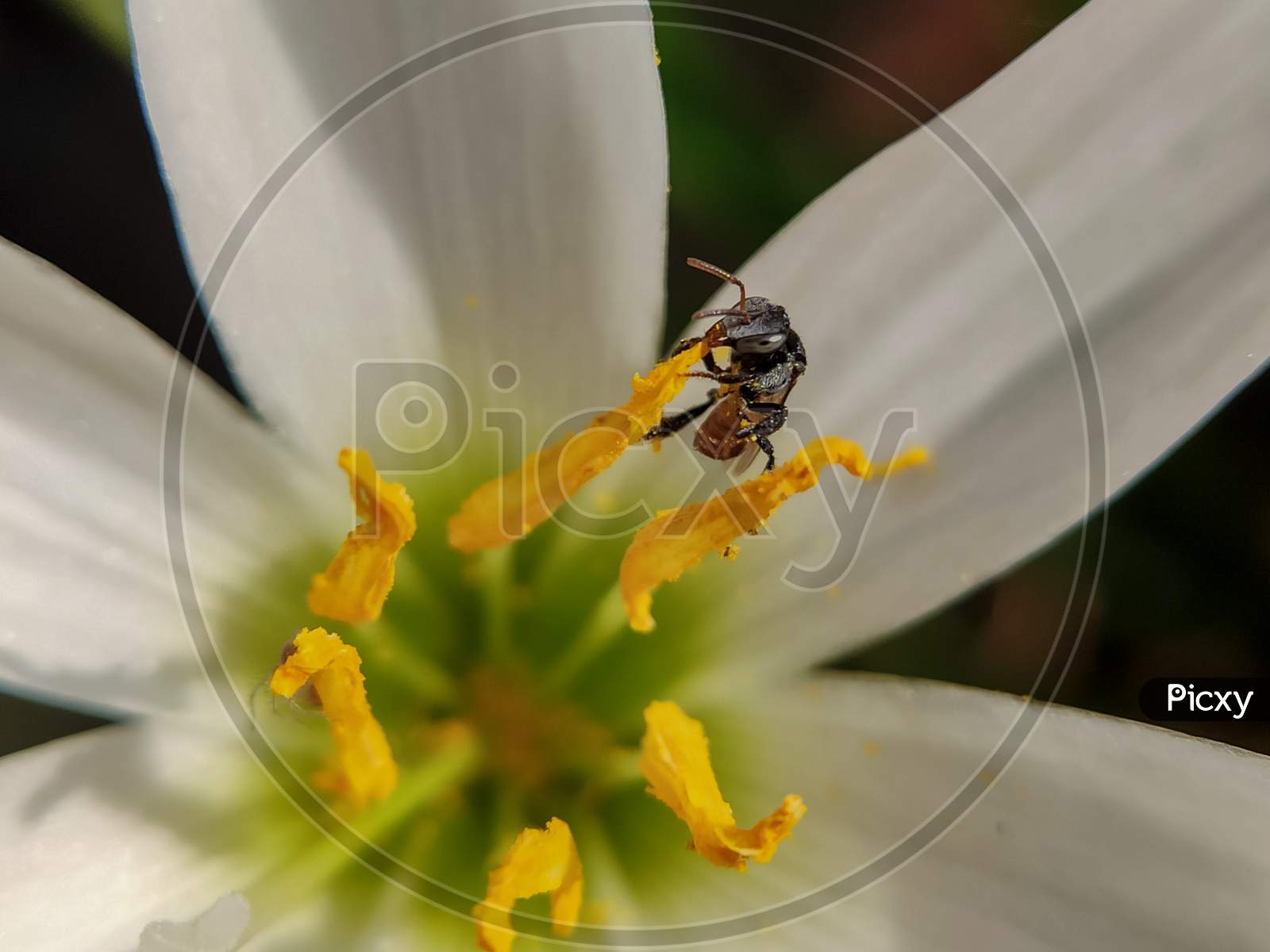 An insect rested on flower, close capture