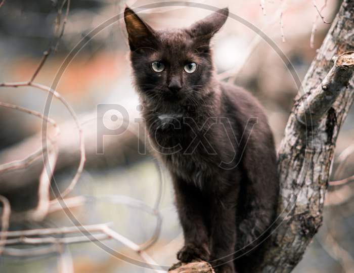 Tiger Like Pose On A Tree Branch Domestic Cat Photographed Through The Branches, The Cat Looking Forward, Eyes Starring And Listen Sharply To The Sound In Nature Out Of Focus Background Verticle.