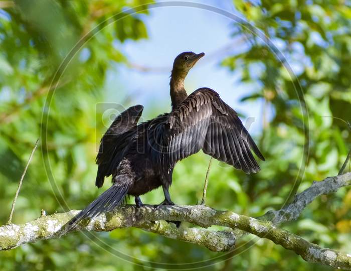 A Little cormorant is sitting on a tree with pose