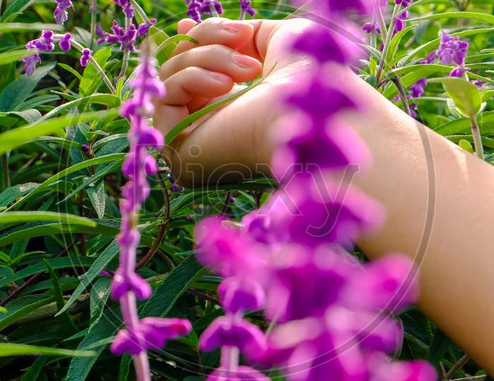 Beautiful Lavender Flowers With A Close Up Woman Hand