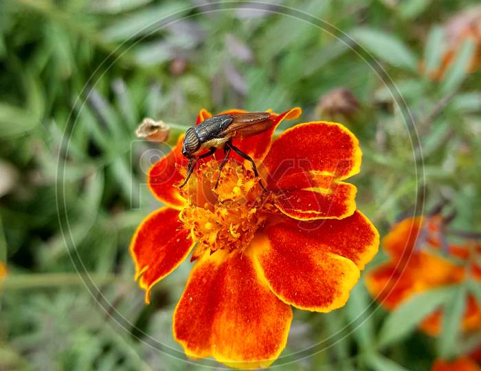 Flower bug