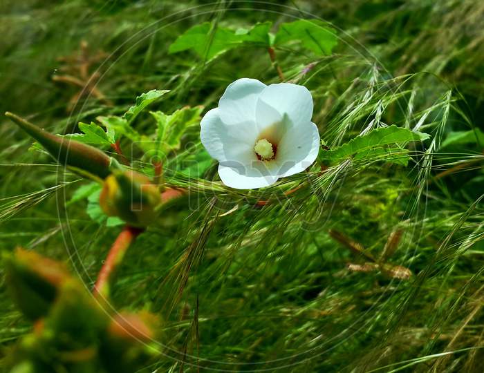 White Wild Flower
