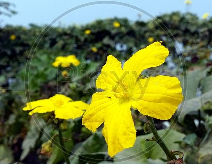 Wild yellow flower