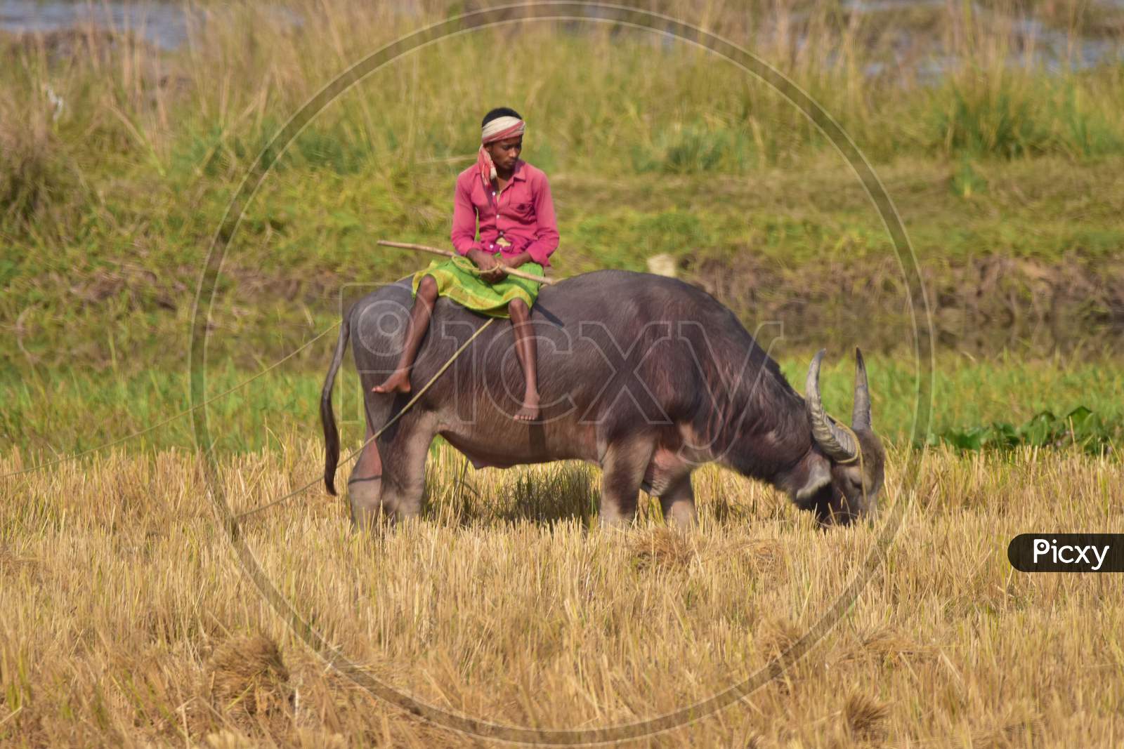 A villager  herding his buffalos  at a paddy field at Mayong village in Morigaon District of Assam on Dec 6,2020