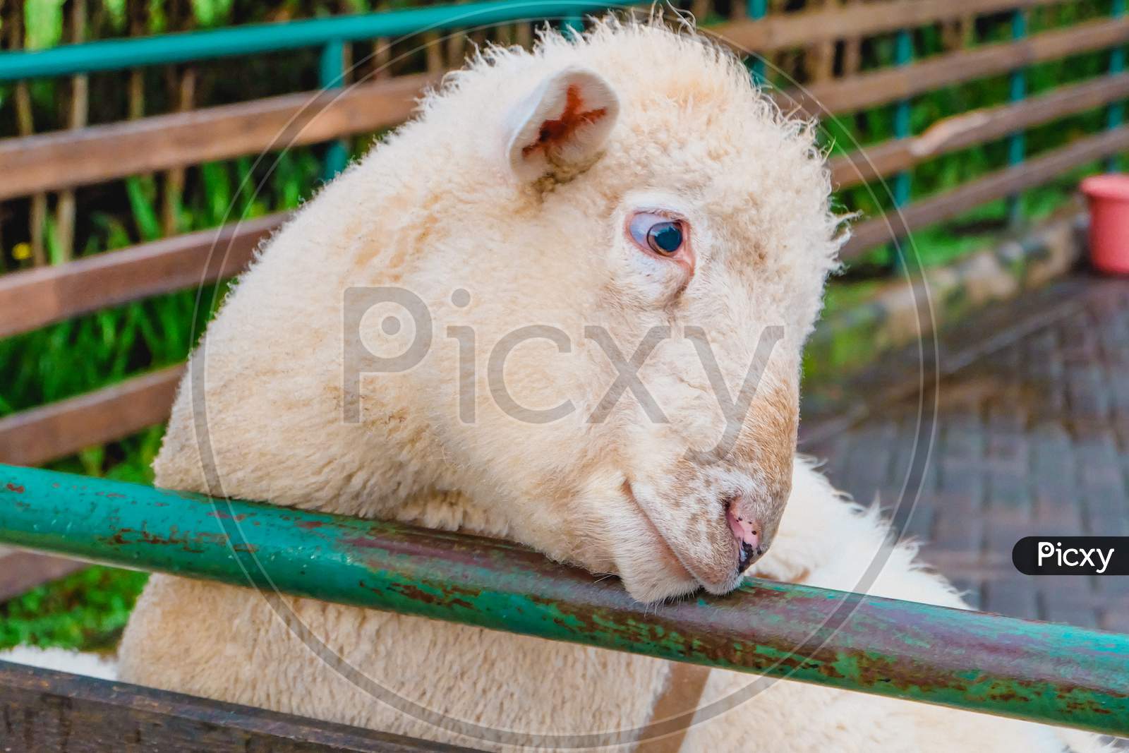 Close Up Portrait Of Sheep In The Farmland