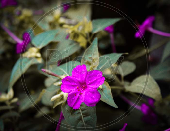 Light violet flower