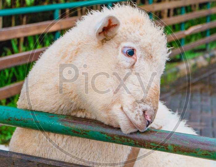 Close Up Portrait Of Sheep In The Farmland