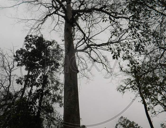 A big old tree in Nameri National Park in Assam.